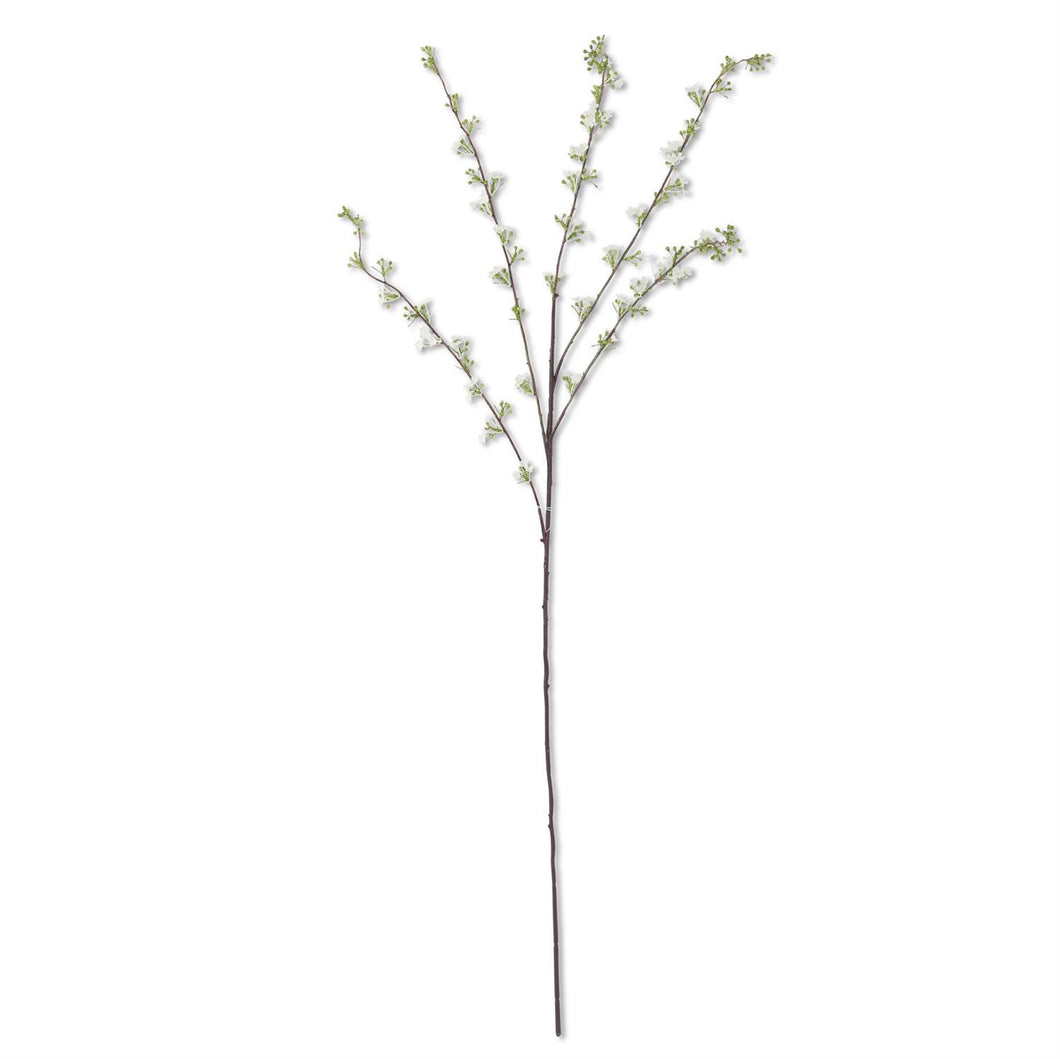 White Hoary Willow Spray