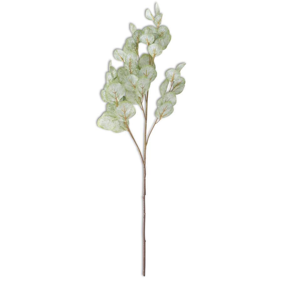 Soft Green Flat Leaf Eucalyptus Stem - 40